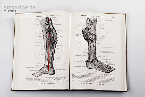 Holzschnitte in einem medizinischen Fachbuch  Darstellung der Nerven im menschlichen Bein