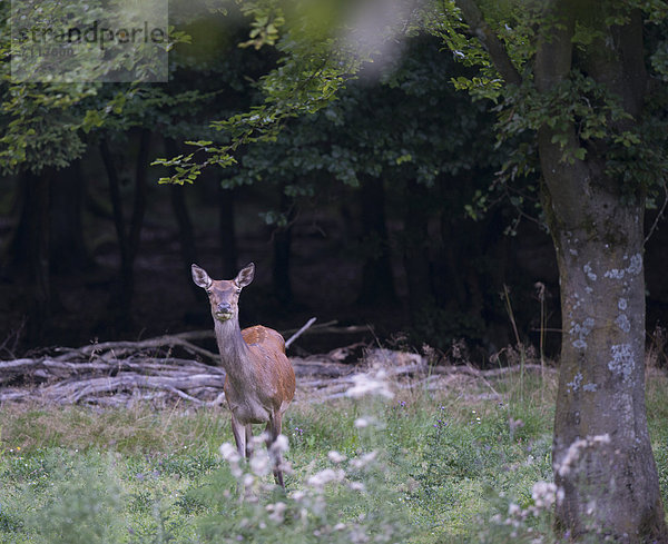 Rothirsch (Cervus elaphus)  Alttier