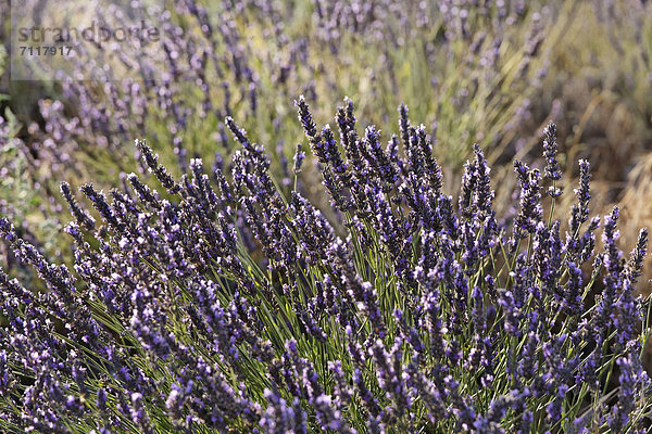 Lavendelfeld auf dem Plateau von Valensole  Riez  Region Provence  DÈpartement Alpes-de-Haute-Provence  Frankreich  Europa