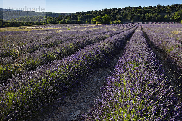 Lavendelfelder beim Bergdorf Banon  Forcalquier  Region Provence  DÈpartement Alpes-de-Haute-Provence  Frankreich  Europa