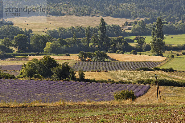 Lavendelfelder bei Sault  Apt  Region Provence  DÈpartement Vaucluse  Frankreich  Europa