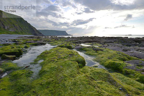 Küstenlandschaft mit Algen und großen Steinen bei Crovie  Banffshire  Schottland  Vereinigtes Königreich  Europa