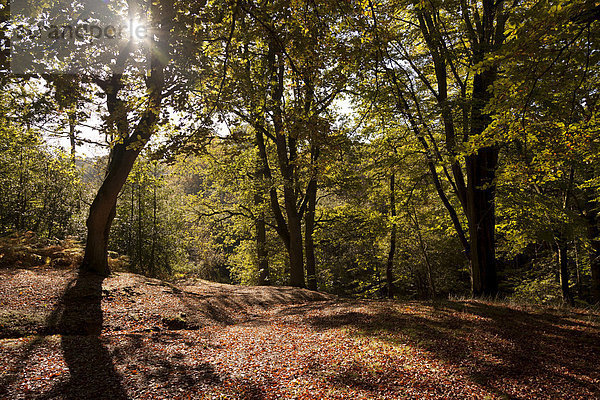 Alte Waldbäume werfen Schatten im Herbst  Hindhead  Hampshire  England  Großbritannien  Europa