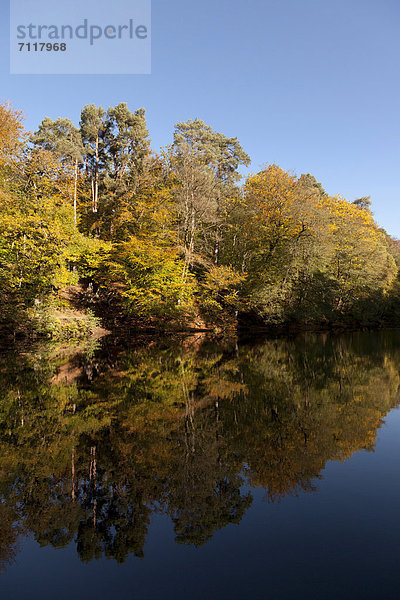 Herbstbäume spiegeln sich in einem ruhigen See  Hindhead  Hampshire  England  Großbritannien  Europa