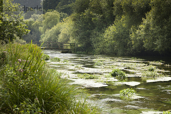 Unkraut im Fluss und Holzsteg über den mit Bäumen gesäumten Fluss Itchen  Ovington  Hampshire  England  Großbritannien  Europa