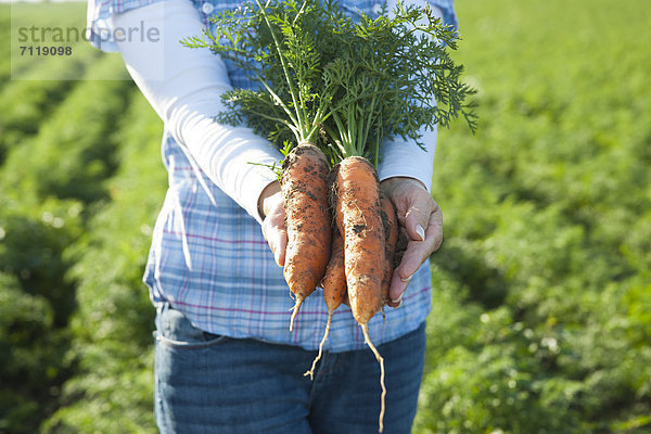 Frau erntet Karotten