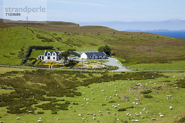 Hausrind  Hausrinder  Kuh  Bauernhaus  Europa  Urlaub  Großbritannien  Landwirtschaft  Reise  Schaf  Ovis aries  Rind  Hebriden  Isle of Skye  Schottland  Skye  Tourismus