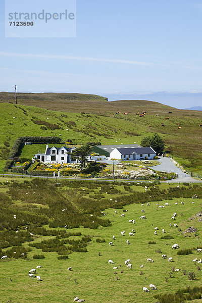 Hausrind  Hausrinder  Kuh  Bauernhaus  Europa  Urlaub  Großbritannien  Landwirtschaft  Reise  Schaf  Ovis aries  Rind  Hebriden  Isle of Skye  Schottland  Skye  Tourismus