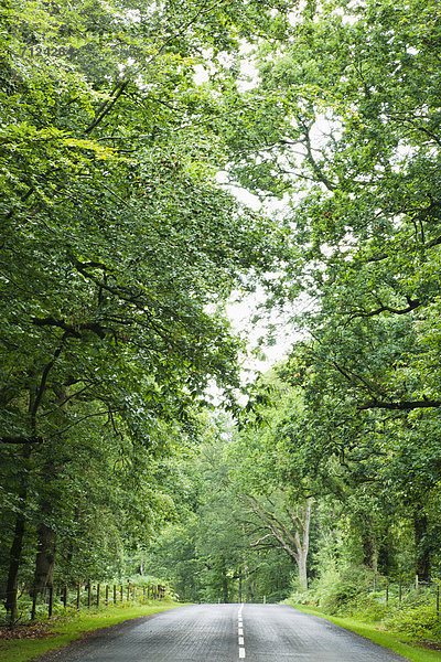 Laubwald  Europa  Baum  britisch  Großbritannien  Fernverkehrsstraße  Wald  England  Hampshire