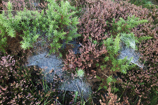 Europa  Botanik  britisch  Großbritannien  Natur  Heidekraut  Erica herbacea  Erica carnea  Wald  England  Gaze  Hampshire