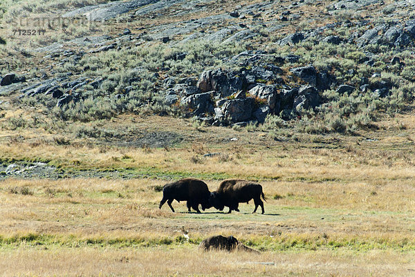 Vereinigte Staaten von Amerika  USA  Nationalpark  Amerika  Tier  Yellowstone Nationalpark  Bison  Wyoming