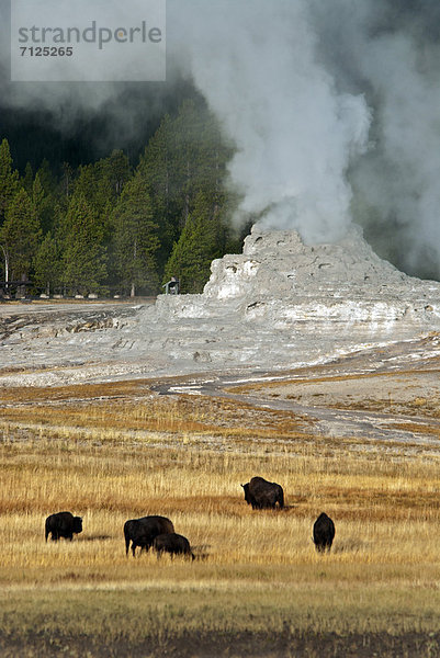 Vereinigte Staaten von Amerika  USA  Nationalpark  Amerika  Geysir  Heiße Quelle  Natur  Yellowstone Nationalpark  Wyoming