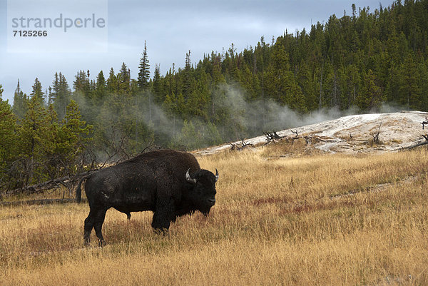 Vereinigte Staaten von Amerika  USA  Nationalpark  Amerika  Tier  Yellowstone Nationalpark  Bison  Wyoming