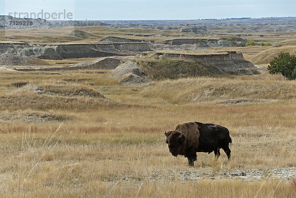 Vereinigte Staaten von Amerika  USA  Nationalpark  Amerika  Tier  Landschaftlich schön  landschaftlich reizvoll  Steppe  Bison  South Dakota