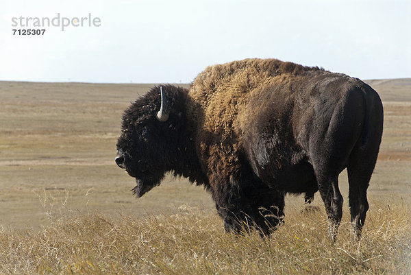Vereinigte Staaten von Amerika  USA  Nationalpark  Amerika  Tier  Landschaftlich schön  landschaftlich reizvoll  Steppe  Bison  South Dakota