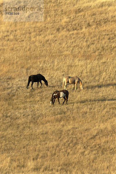 Vereinigte Staaten von Amerika  USA  Amerika  Sonnenuntergang  Tier  Pferd  Equus caballus  Natur  Feld  Prärie