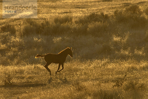 Vereinigte Staaten von Amerika  USA  Amerika  Tier  Pferd  Equus caballus  Prärie