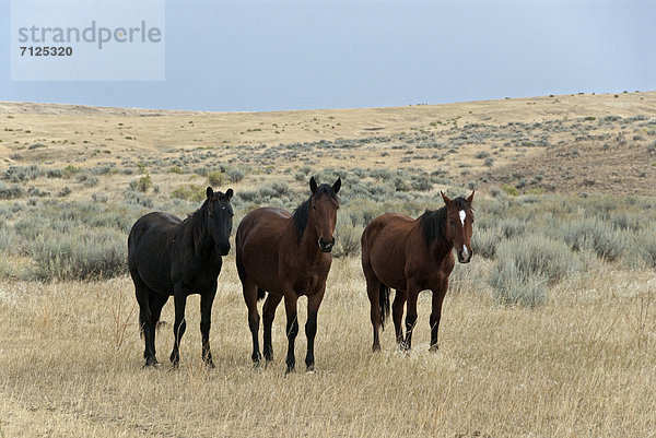 Vereinigte Staaten von Amerika  USA  Amerika  Tier  Pferd  Equus caballus  Prärie