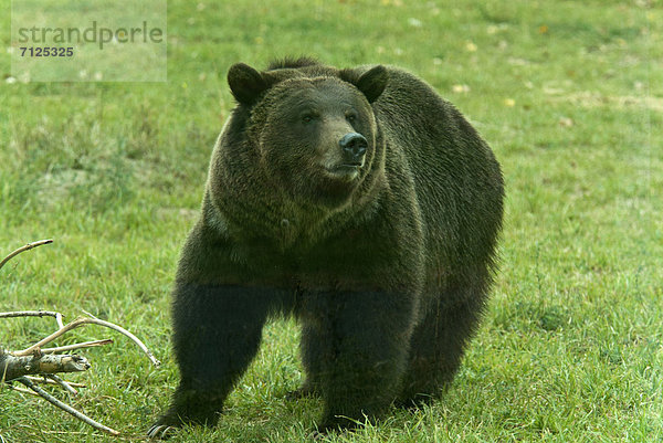 Vereinigte Staaten von Amerika  USA  Braunbär  Ursus arctos  Tier  Grizzlybär  ursus horibilis  Grizzly