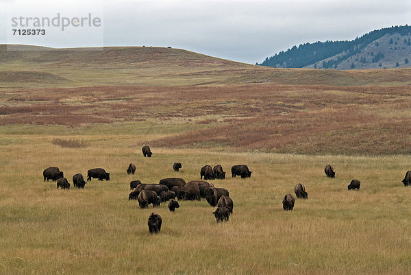Vereinigte Staaten von Amerika  USA  Nationalpark  Amerika  Tier  Bison  South Dakota