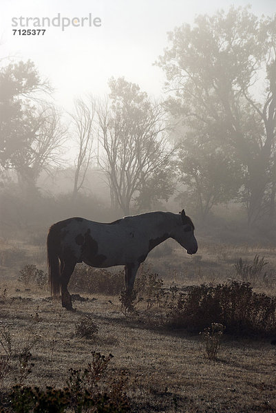 Vereinigte Staaten von Amerika  USA  Amerika  Tier  Pferd  Equus caballus  Heiße Quelle  ernst  ungestüm  Heiligtum  South Dakota