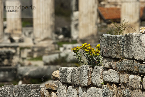 Truthuhn  Großstadt  Geschichte  Antiquität  Ruine  Besuch  Treffen  trifft  Säule  Marmor  Griechenland  Gegenstand  Tempel  Aphrodisias  Baugrube  griechisch  alt  Türkei