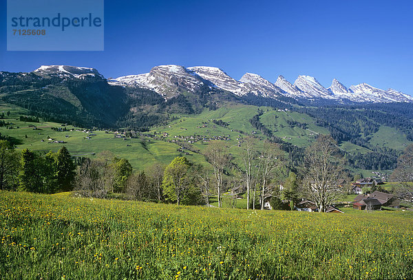 Blumenwiese  Landschaftlich schön  landschaftlich reizvoll  Europa  Schweiz