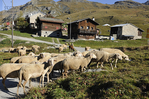 Schafherde Europa Schaf Ovis aries Chalet Kanton Graubünden Schweiz