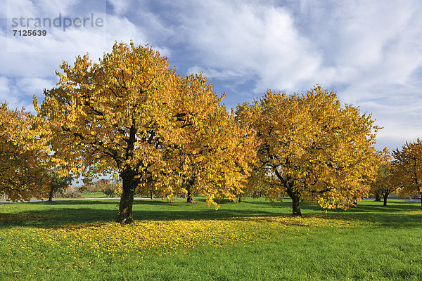 Obstbaum Farbaufnahme Farbe Europa gelb Landwirtschaft Herbst Schweiz