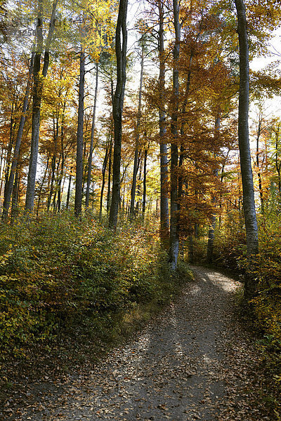 Europa Baum Wald Holz Herbst Laub Schweiz Weg