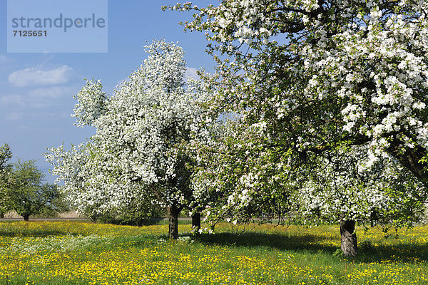 Blumenwiese Europa blühen Blüte Apfelbaum Schweiz