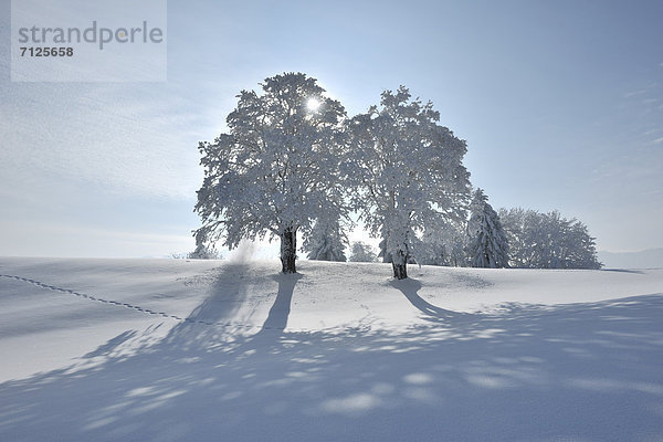 Europa Winter Baum Gegenlicht Frost Schnee Schweiz