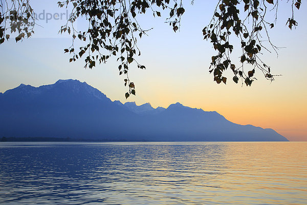 Wasser Frankreich Sonnenstrahl Abend Sonnenuntergang Silhouette Himmel Spiegelung See Ast Genfer See Genfersee Lac Leman binden Abenddämmerung Dämmerung