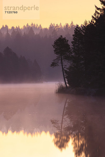 Naturschutzgebiet Wasser Morgen Baum Schutz Sonnenaufgang Spiegelung Wald See Natur Nebel Holz Fichte Tanne Abenddämmerung Moor Schweiz Dämmerung Nebelfelder