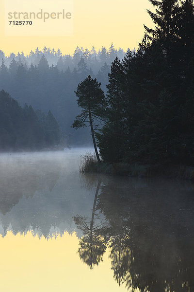 Naturschutzgebiet Wasser Morgen Baum Schutz Sonnenaufgang Spiegelung Wald See Natur Nebel Holz Fichte Tanne Abenddämmerung Moor Schweiz Dämmerung Nebelfelder