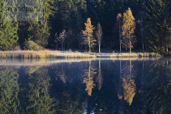 Naturschutzgebiet Wasser Morgen Baum Schutz Spiegelung Wald See Natur Nebel Holz blau Birke Fichte Tanne Moor Schweiz Nebelfelder