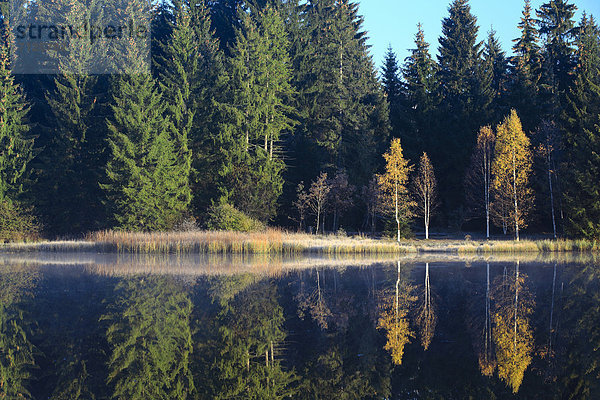 Naturschutzgebiet Wasser Morgen Baum Schutz Spiegelung Wald See Natur Nebel Holz blau Birke Fichte Tanne Moor Schweiz Nebelfelder