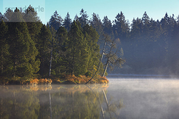 Naturschutzgebiet Wasser Morgen Baum Schutz Spiegelung Wald See Natur Nebel Holz Fichte Tanne Moor Schweiz Nebelfelder