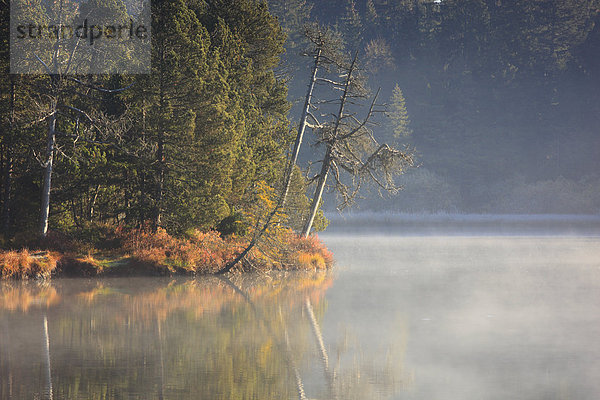 Naturschutzgebiet Wasser Morgen Baum Schutz Spiegelung Wald See Natur Nebel Holz Fichte Tanne Moor Schweiz Nebelfelder