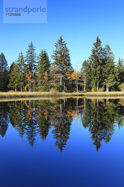 Naturschutzgebiet Wasser Baum Schutz Spiegelung Wald See Natur Holz Birke Fichte Tanne Moor Schweiz