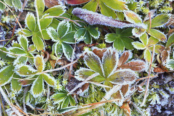 Muster Natur Herbst Frost Schnittmuster Schweiz