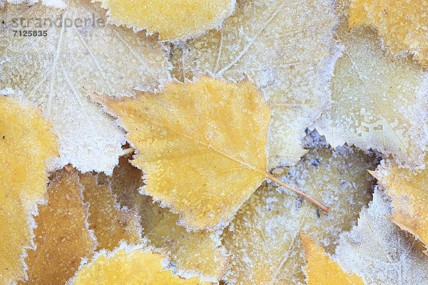 Makroaufnahme Detail Details Ausschnitt Ausschnitte Muster Konzept Natur Abstraktion Herbst Birke Frost Schnittmuster Schweiz