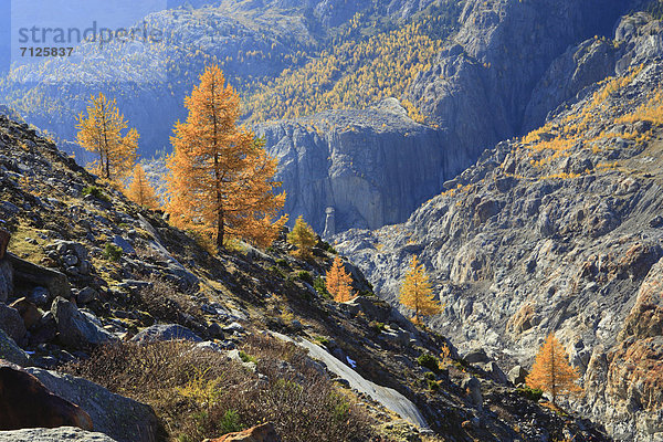 Detail  Details  Ausschnitt  Ausschnitte  Berg  Konzept  gelb  Wald  Feld  Alpen  Herbst  UNESCO-Welterbe  Lärche  Westalpen  Schweiz