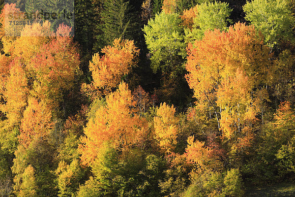 Detail Details Ausschnitt Ausschnitte Laubwald Muster Berg Botanik Baum Konzept gelb Wald Pflanze Abstraktion Holz Herbst rot glänzen Mischwald Schnittmuster Schweiz