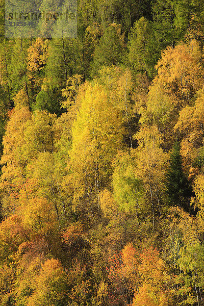 Detail Details Ausschnitt Ausschnitte Laubwald Muster Berg Botanik Baum Konzept gelb Wald Pflanze Abstraktion Holz Herbst rot glänzen Mischwald Schnittmuster Schweiz
