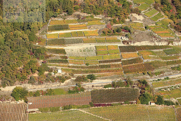 Muster  Sonnenstrahl  Wein  Konzept  Landwirtschaft  Vogelperspektive  Natur  Abstraktion  Herbst  anbauen  Sonnenlicht  Weinberg  Veranda  Schnittmuster  Schweiz  Tourismus