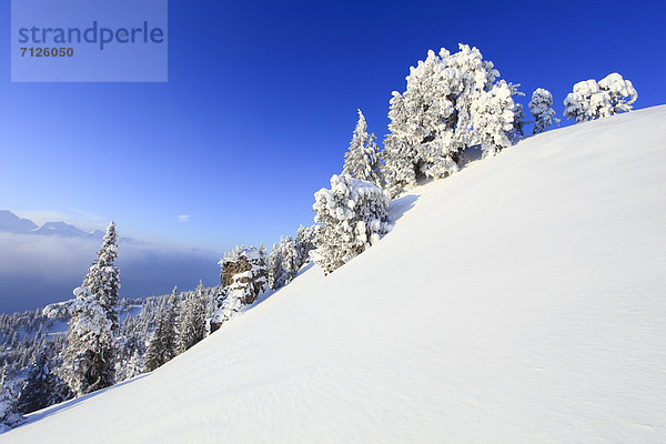 Kälte blauer Himmel wolkenloser Himmel wolkenlos Panorama Europa Schneedecke Berg Winter Felsen Baum Steilküste Schnee Tal Wald Meer Eis Nebel Holz Berggipfel Gipfel Spitze Spitzen Gletscher Alpen Kiefer Pinus sylvestris Kiefern Föhren Pinie Ansicht Fichte Tanne Berner Alpen Westalpen Bern Berner Oberland schweizerisch Schweiz Bergpanorama Nebelmeer Nebelfelder Schweizer Alpen