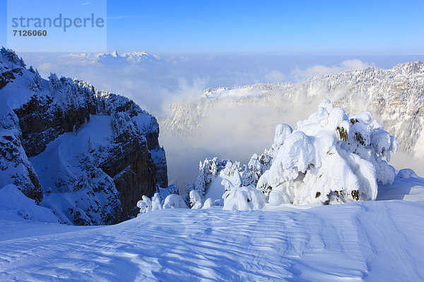 Kälte blauer Himmel wolkenloser Himmel wolkenlos Panorama Europa Schneedecke Berg Winter Felsen Baum Steilküste Schnee Tal Wald Meer Eis Nebel Holz Berggipfel Gipfel Spitze Spitzen Gletscher Alpen Kiefer Pinus sylvestris Kiefern Föhren Pinie Ansicht Fichte Tanne Berner Alpen Westalpen Bern Berner Oberland schweizerisch Schweiz Bergpanorama Nebelmeer Nebelfelder Schweizer Alpen