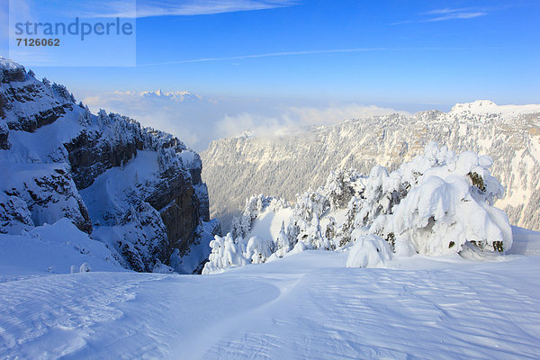 Kälte blauer Himmel wolkenloser Himmel wolkenlos Panorama Europa Schneedecke Berg Winter Felsen Baum Steilküste Schnee Tal Wald Meer Eis Nebel Holz Berggipfel Gipfel Spitze Spitzen Gletscher Alpen Kiefer Pinus sylvestris Kiefern Föhren Pinie Ansicht Fichte Tanne Berner Alpen Westalpen Bern Berner Oberland schweizerisch Schweiz Bergpanorama Nebelmeer Nebelfelder Schweizer Alpen