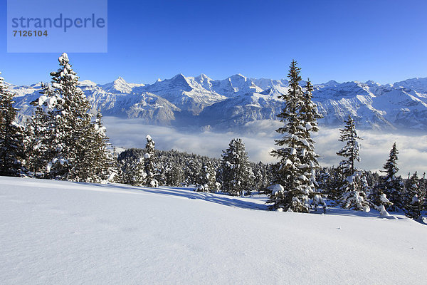 Kälte blauer Himmel wolkenloser Himmel wolkenlos Panorama Europa Schneedecke Berg Winter Felsen Baum Steilküste Schnee Tal Wald Meer Eis Nebel Holz Berggipfel Gipfel Spitze Spitzen Gletscher Alpen Ansicht Fichte Tanne Eiger Berner Alpen Westalpen Bern Berner Oberland Mönch schweizerisch Schweiz Bergpanorama Nebelmeer Nebelfelder Schweizer Alpen